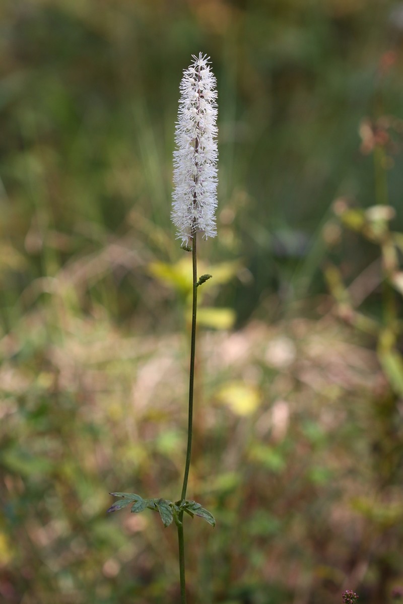 Actaea simplex photo 8