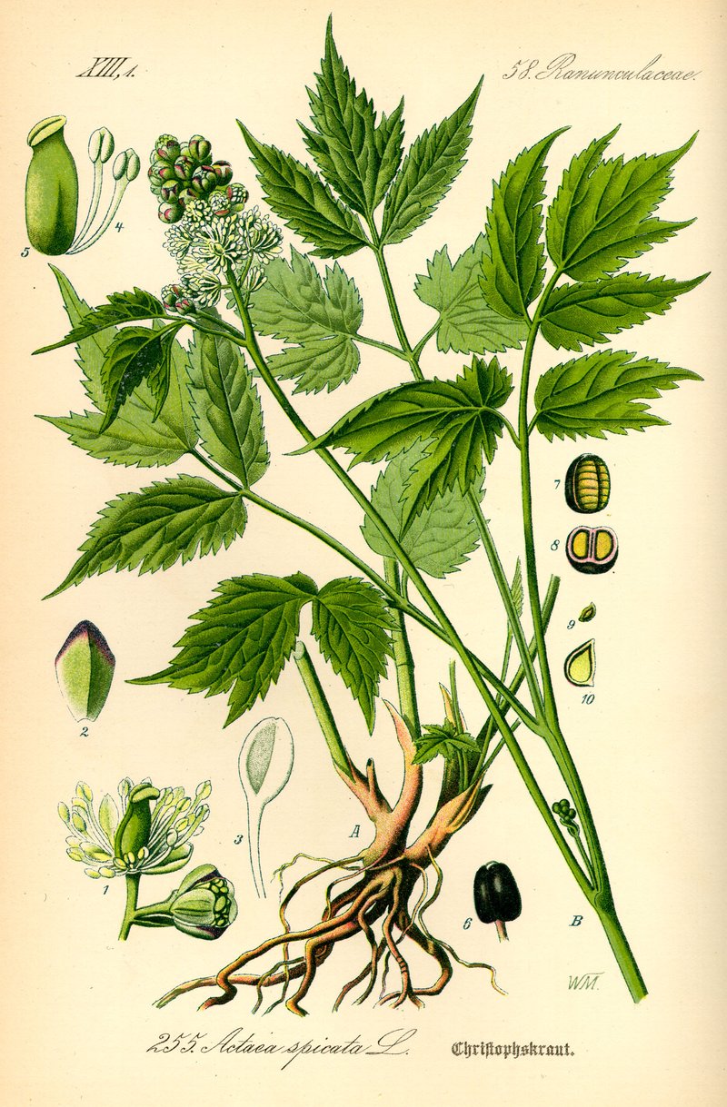 Eurasian Baneberry