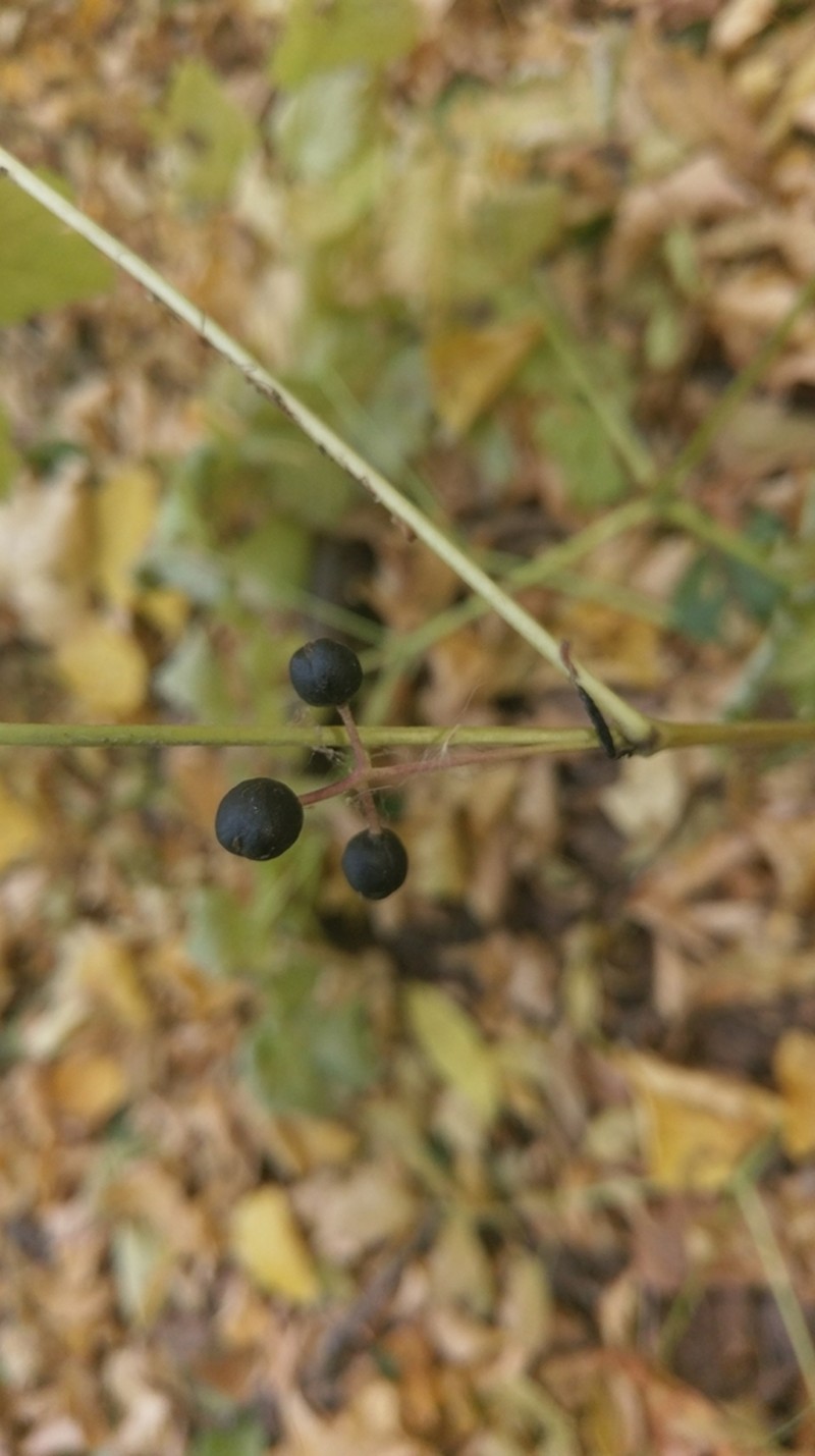 Eurasian Baneberry photo 3