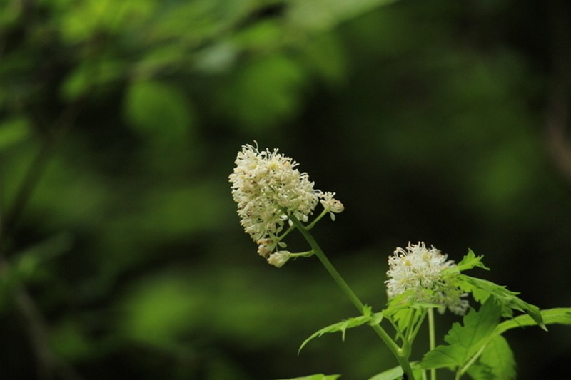 Eurasian Baneberry photo 4