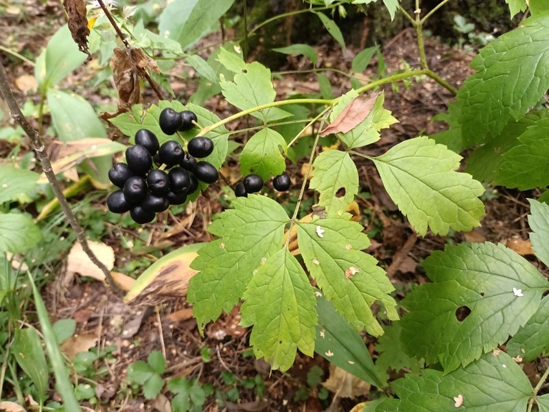 Eurasian Baneberry photo 5