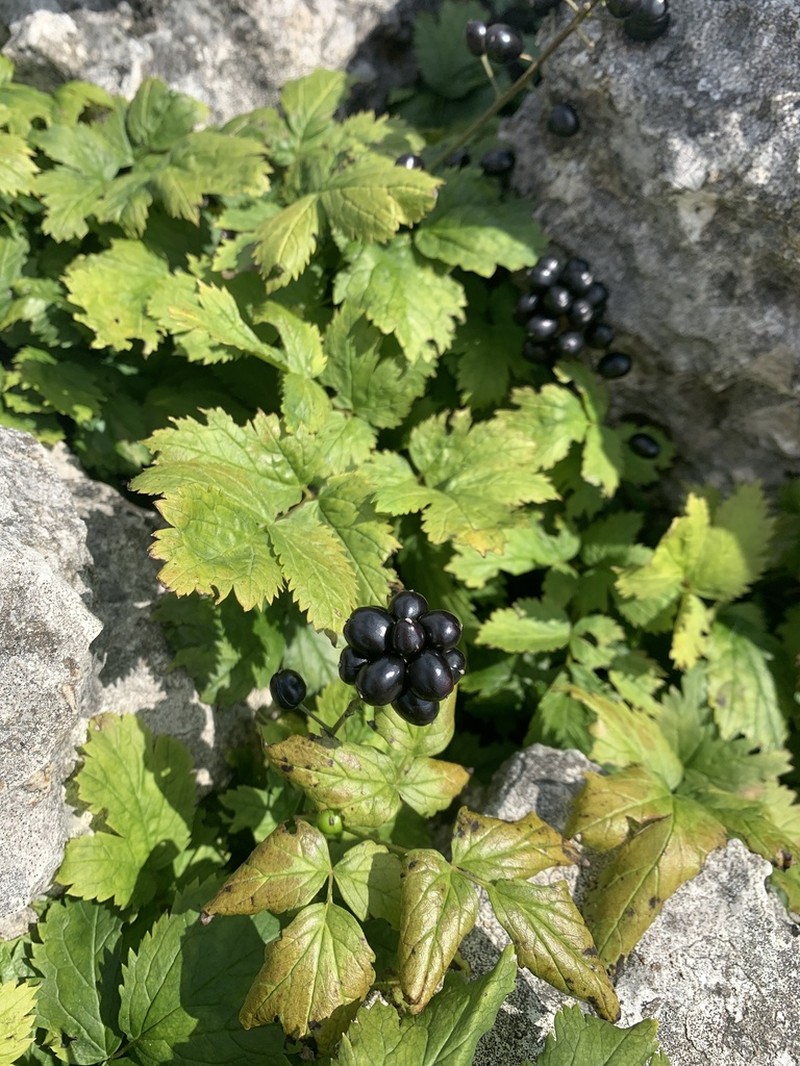 Eurasian Baneberry photo 6