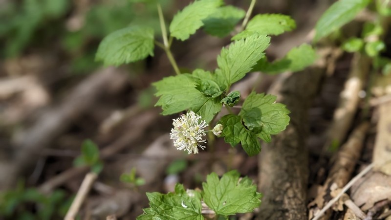Eurasian Baneberry photo 7