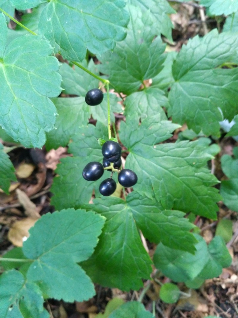 Eurasian Baneberry photo 8
