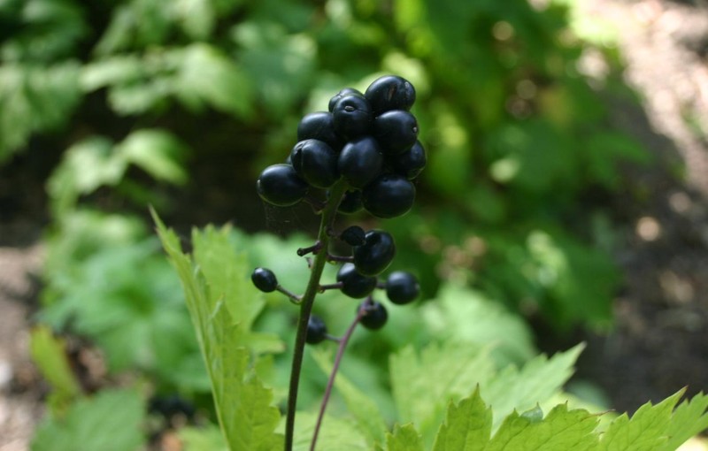 Eurasian Baneberry photo 2