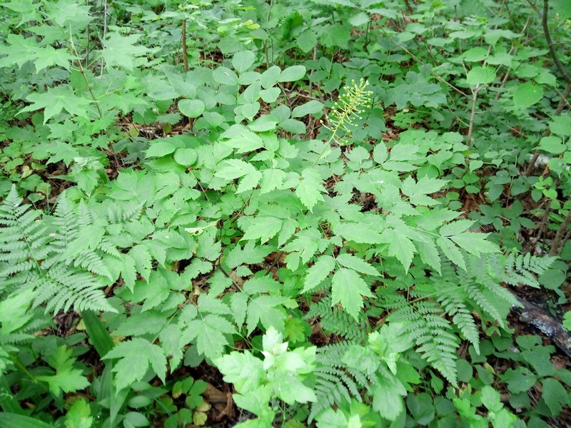 Actaea spicata var. acuminata