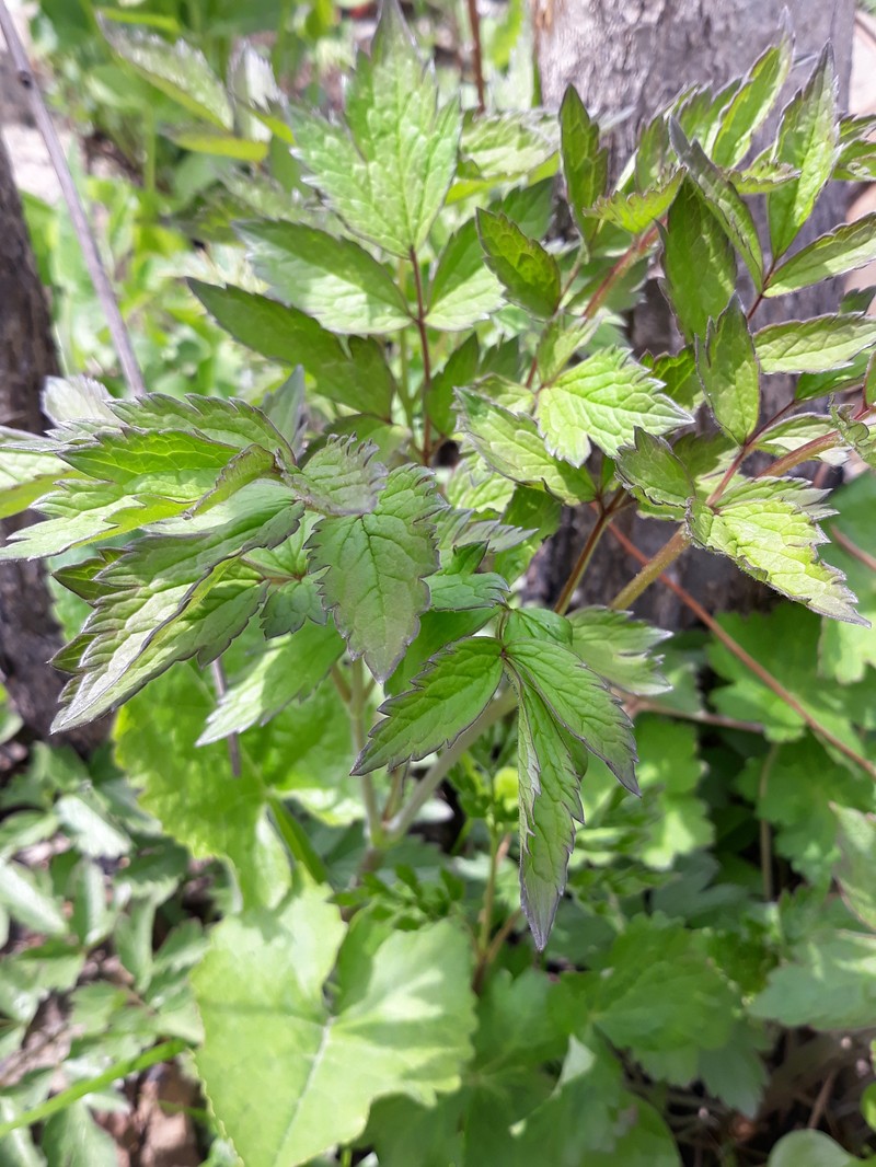 Actaea spicata var. acuminata photo 2