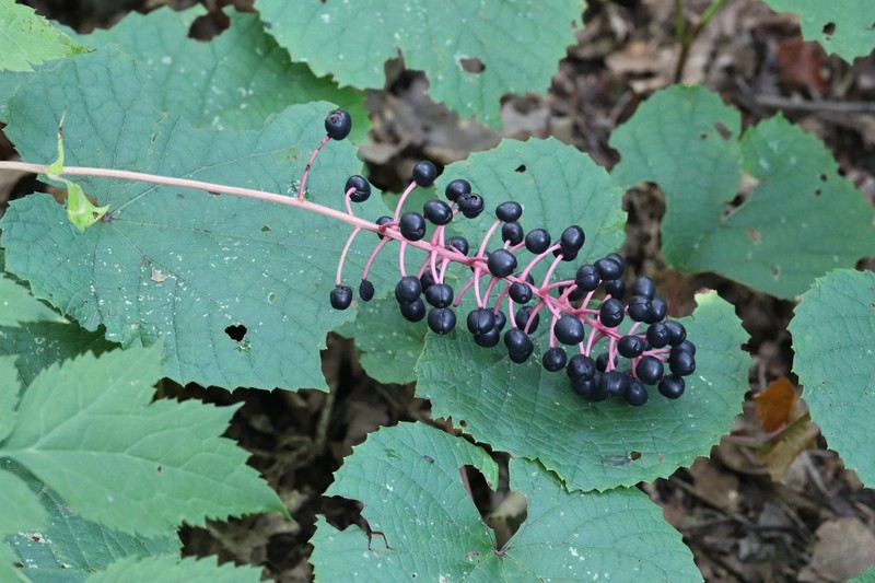 Actaea spicata var. acuminata photo 3