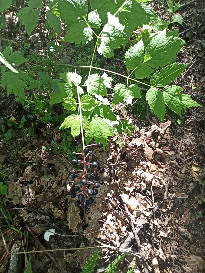 Actaea spicata var. acuminata photo 4