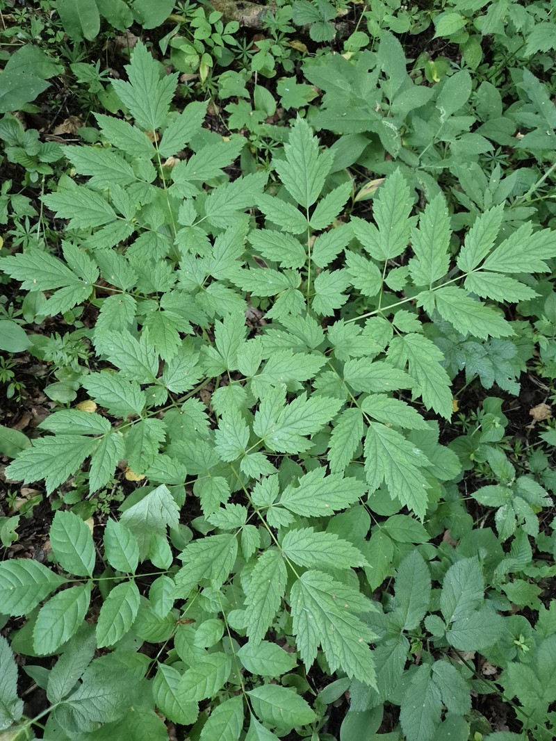 Actaea spicata var. spicata