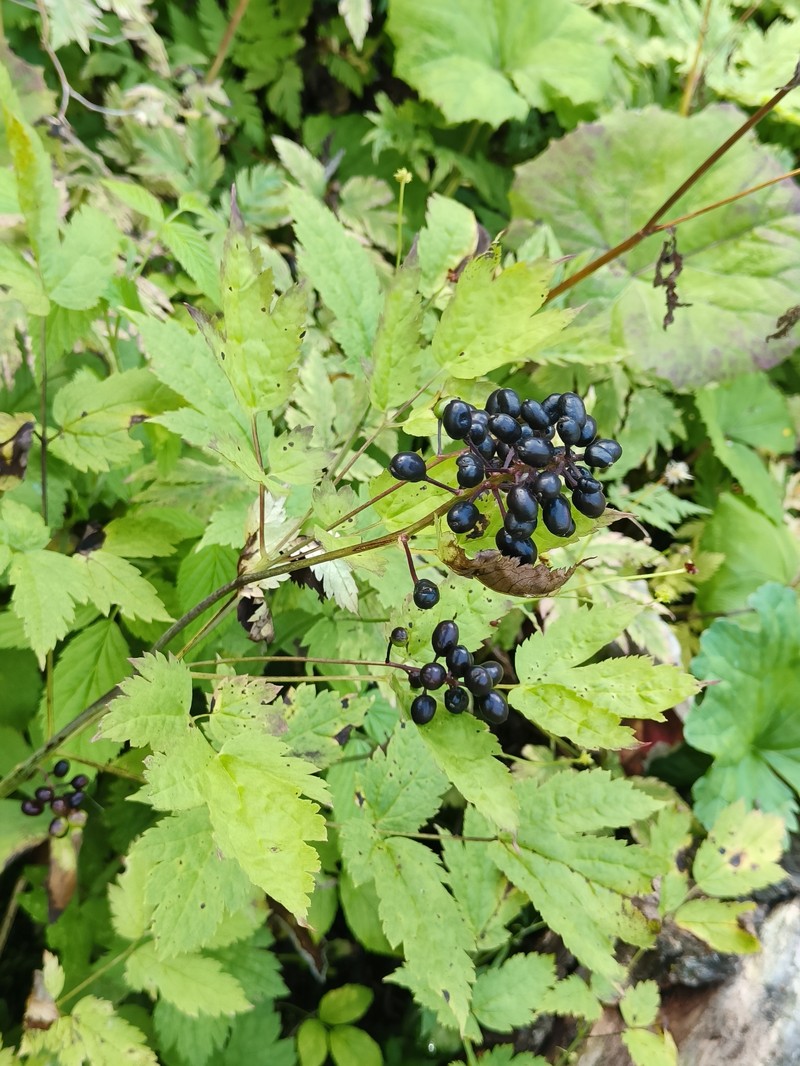 Actaea spicata var. spicata photo 2