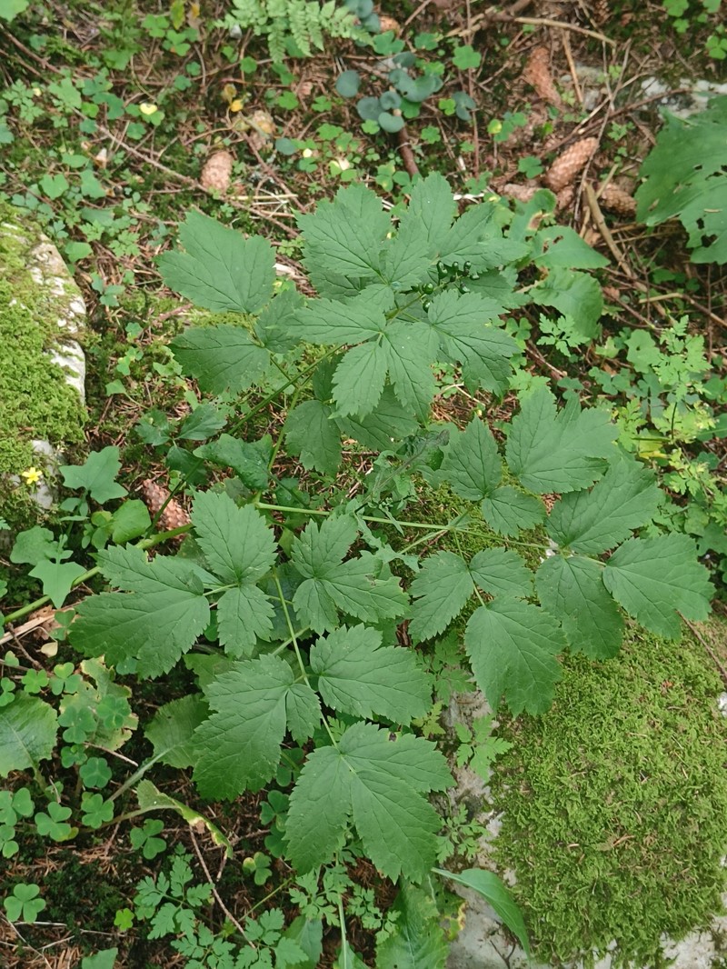 Actaea spicata var. spicata photo 3