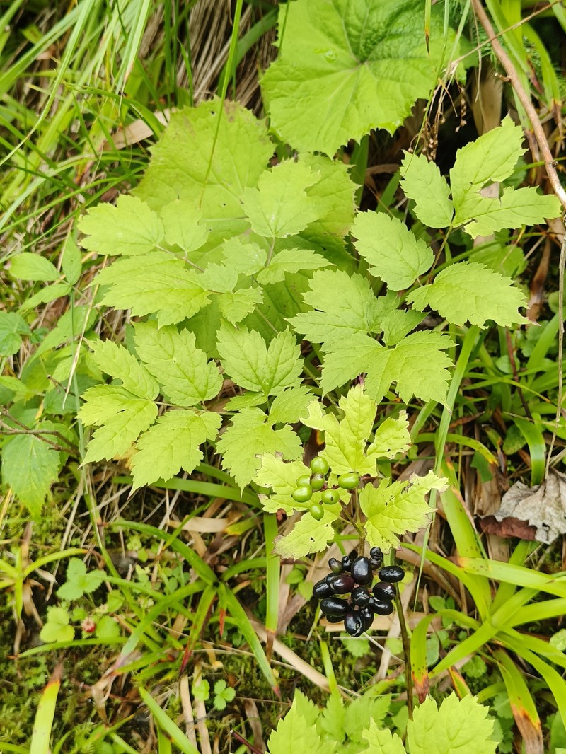 Actaea spicata var. spicata photo 4