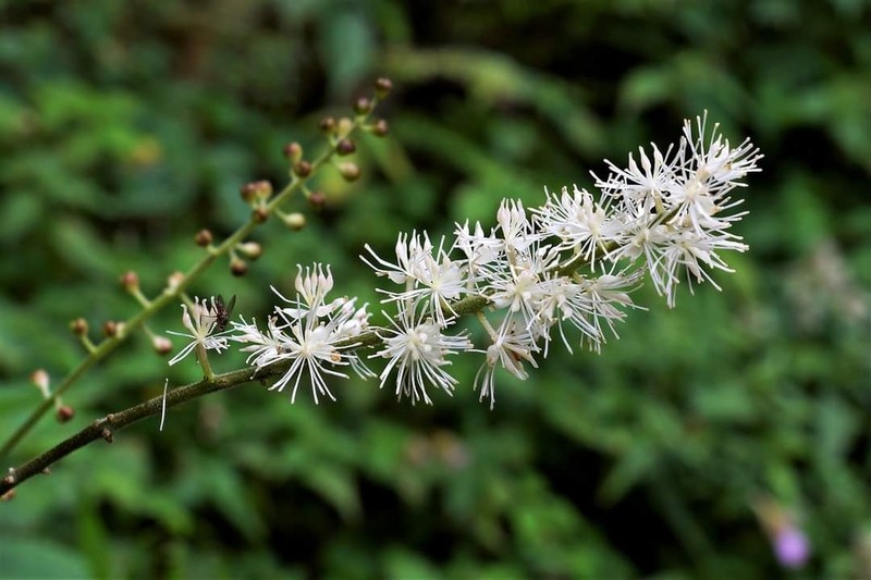 Actaea taiwanensis