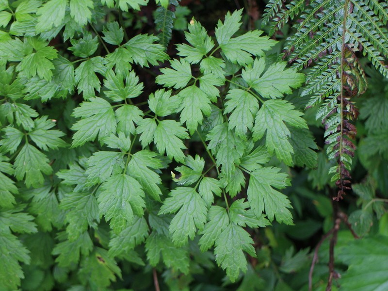 Actaea taiwanensis photo 2