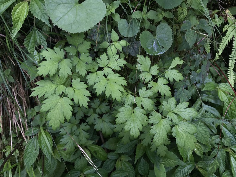 Actaea taiwanensis photo 4