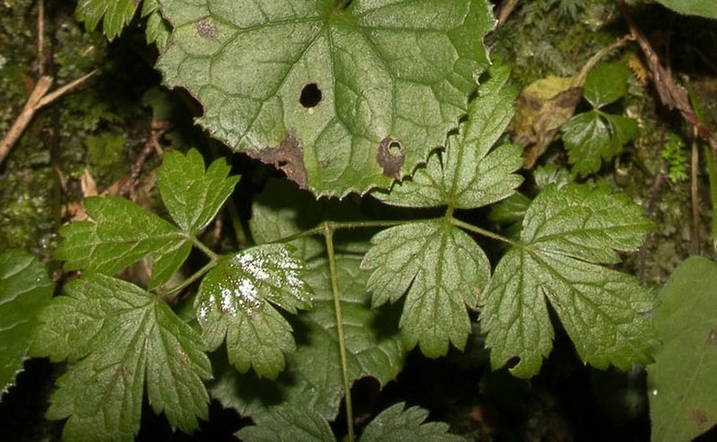 Actaea taiwanensis photo 5