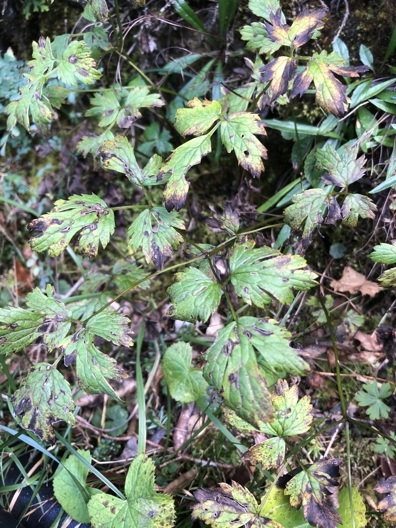 Actaea taiwanensis photo 6