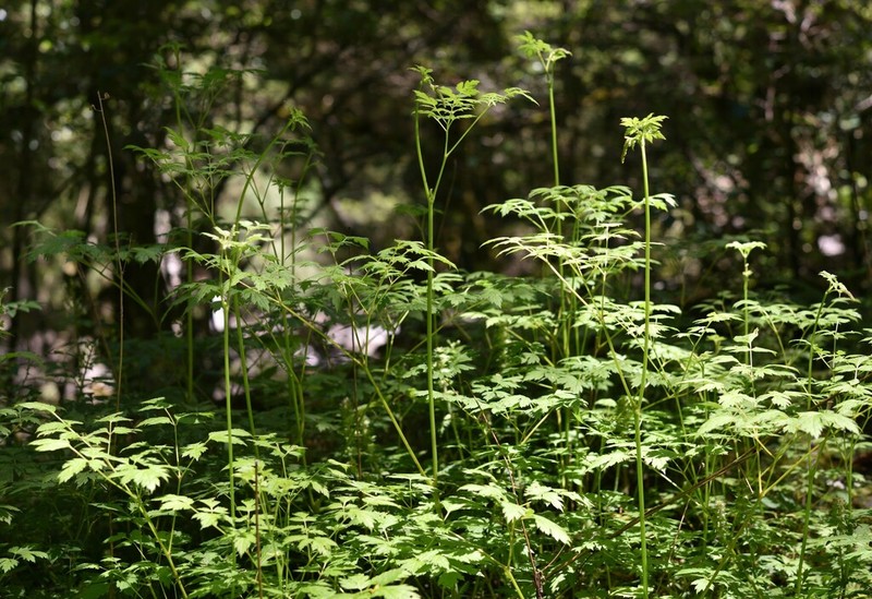 Actaea taiwanensis photo 7