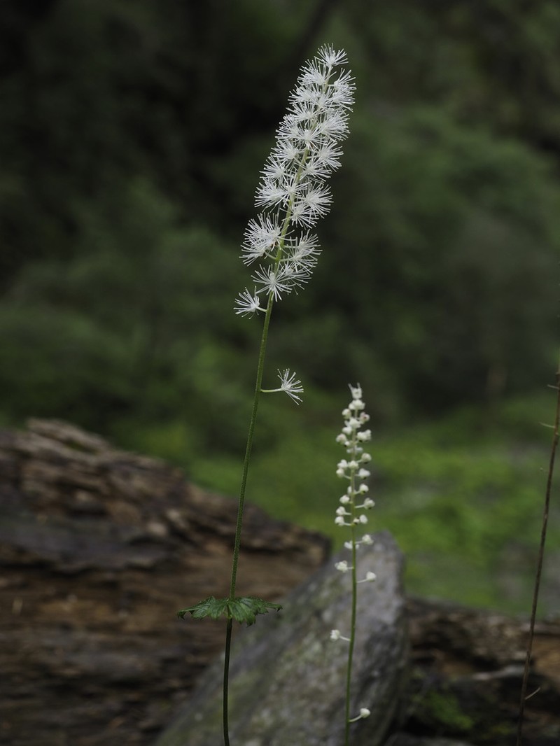 Actaea taiwanensis photo 8