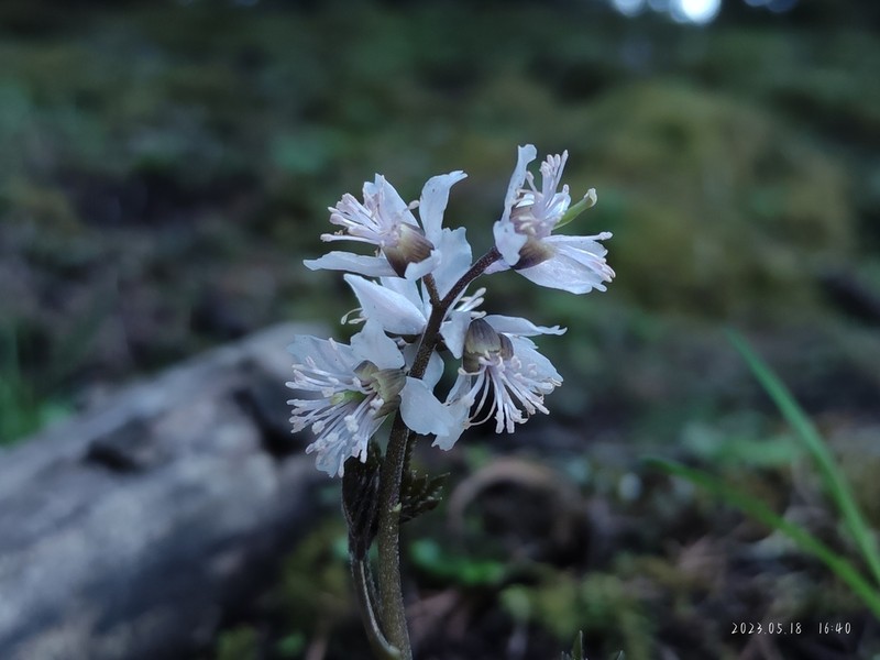 Actaea vaginata photo 3