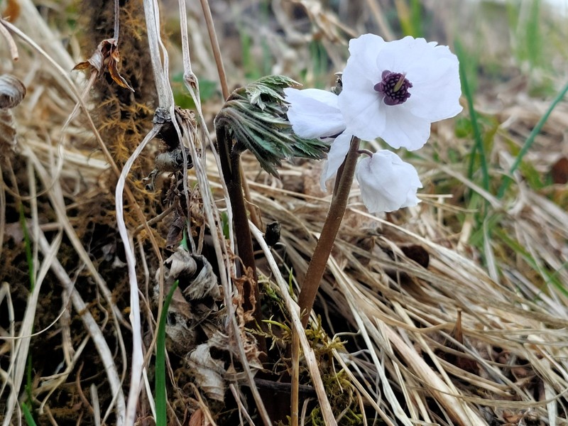 Actaea vaginata photo 4