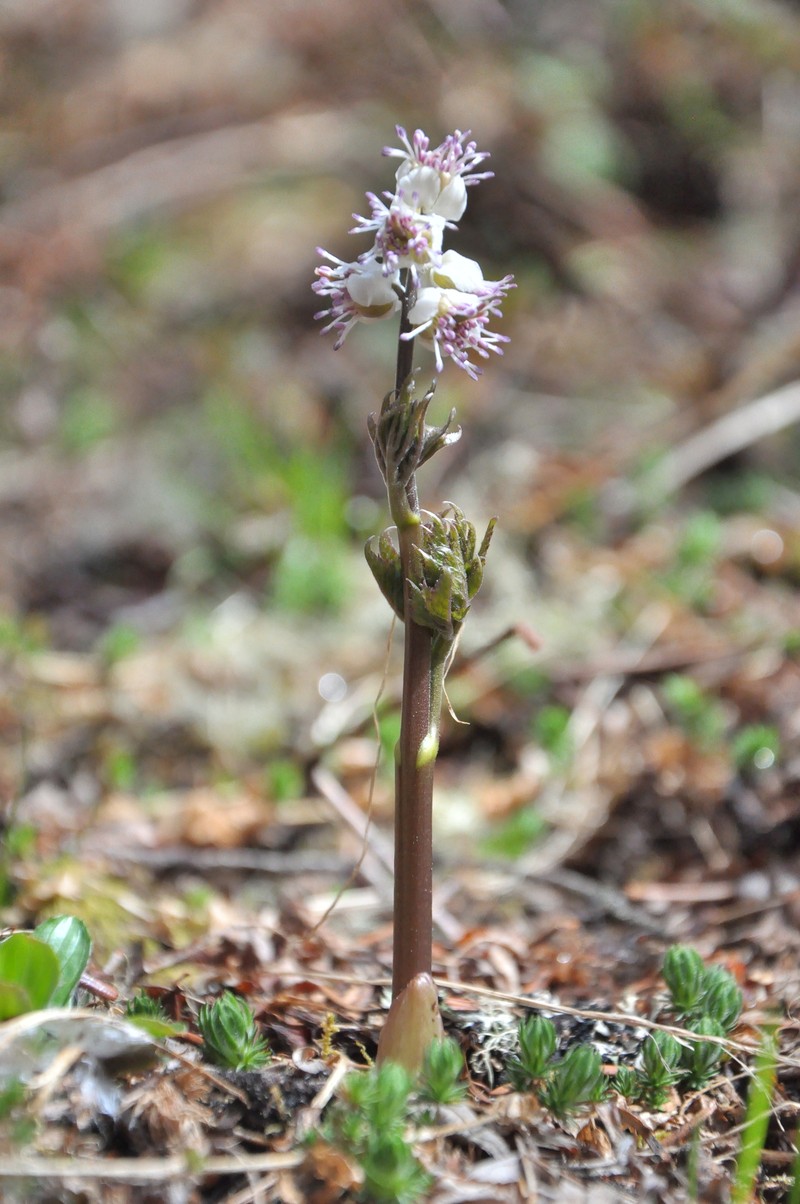 Actaea vaginata photo 5