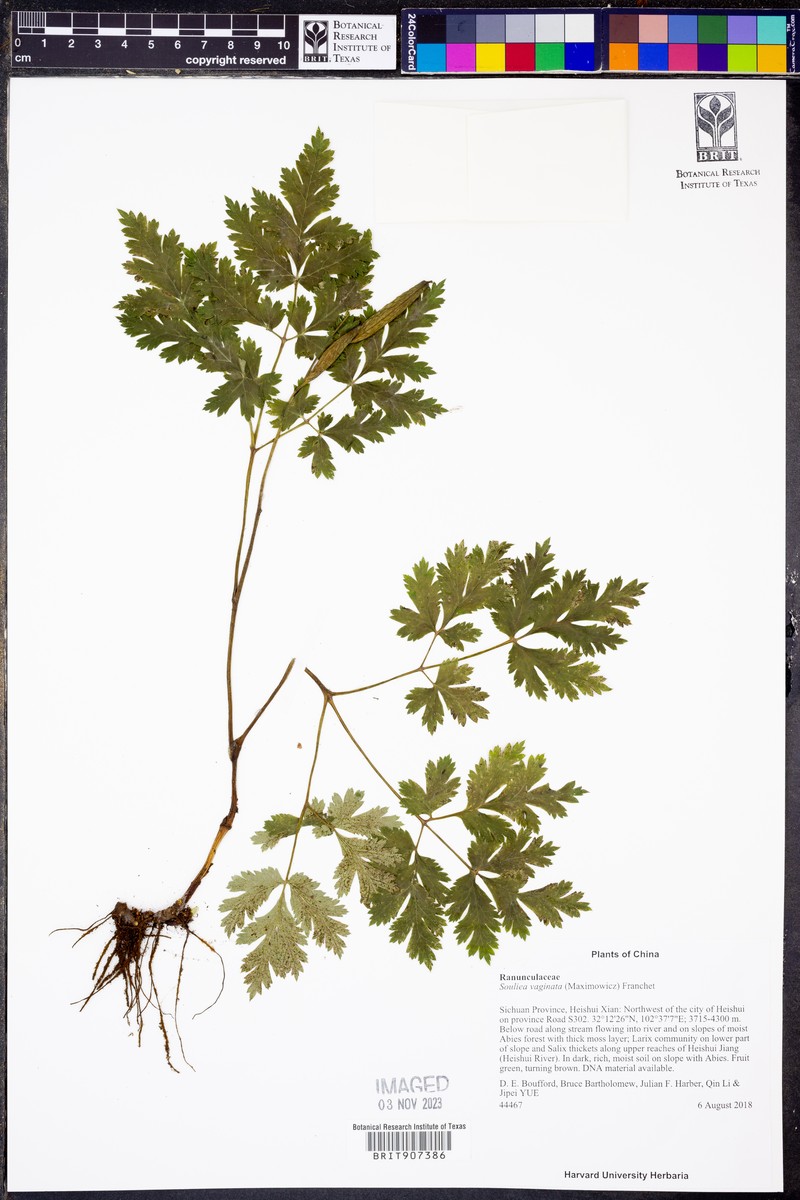 Actaea vaginata photo 6