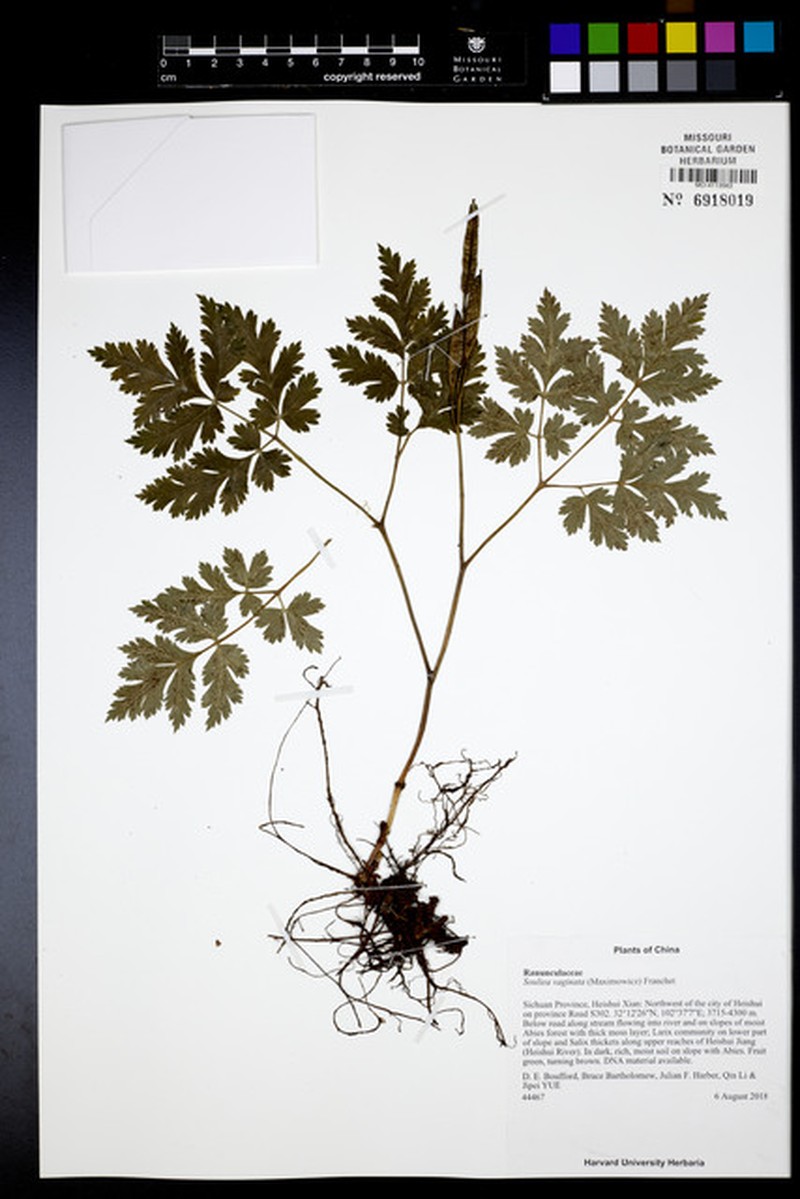 Actaea vaginata photo 7