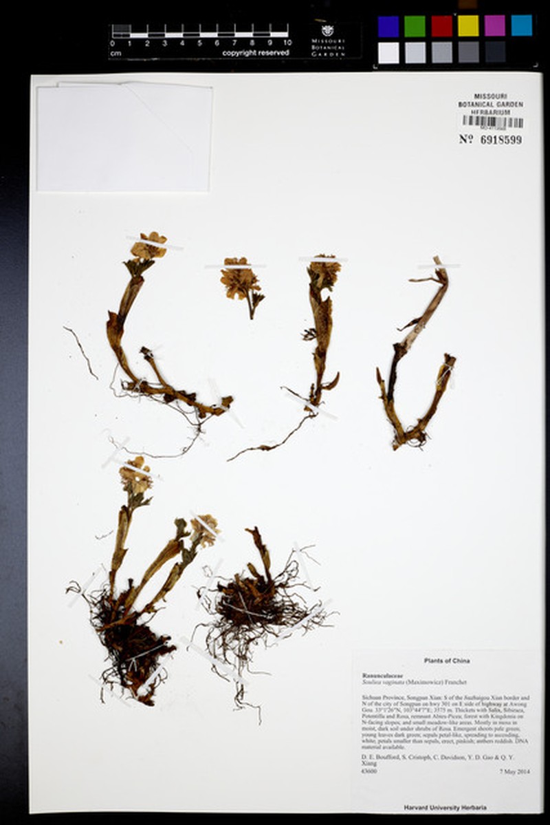 Actaea vaginata photo 8