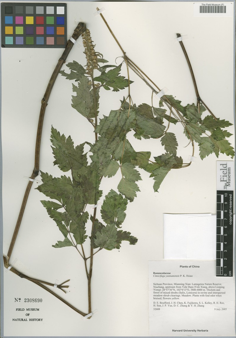 Actaea yunnanensis