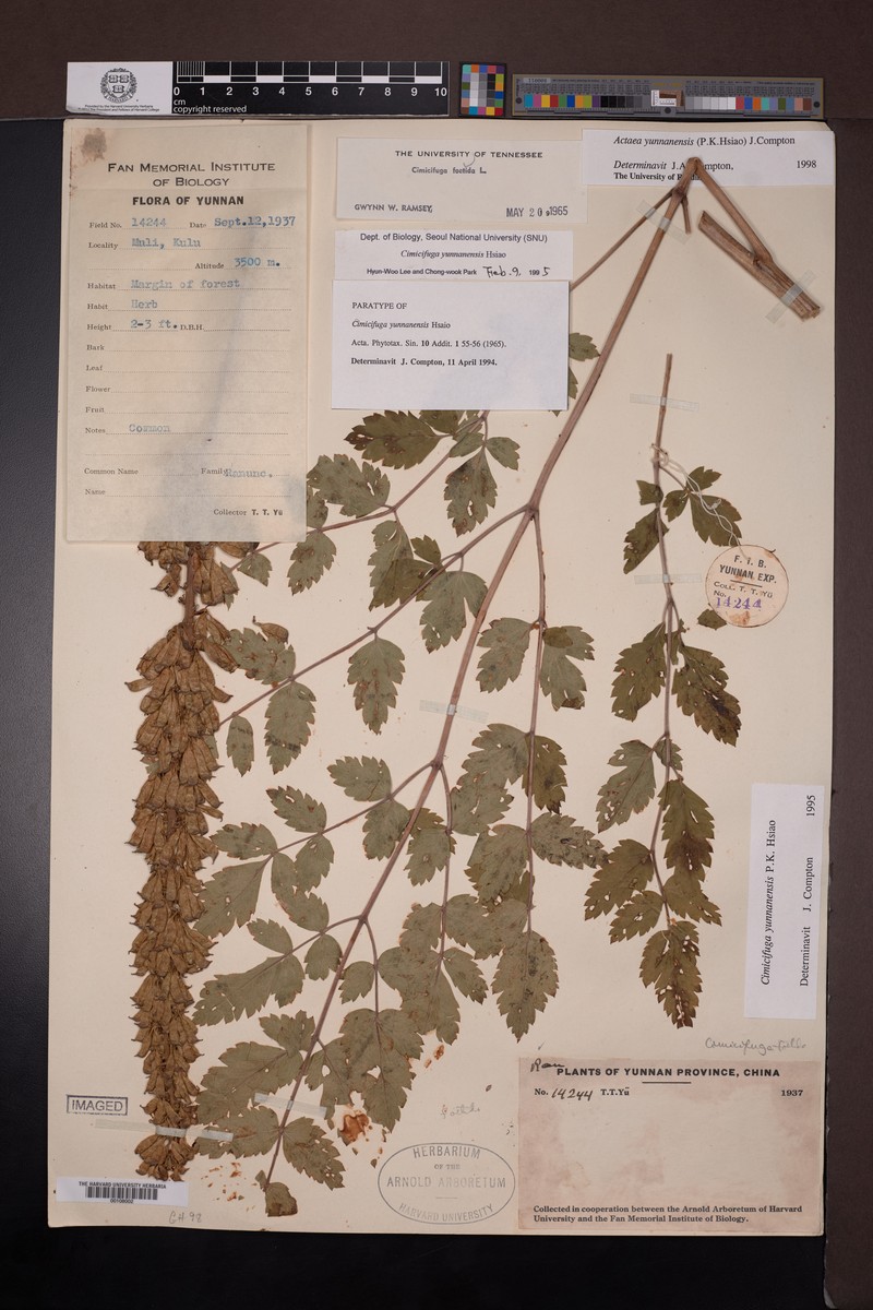 Actaea yunnanensis photo 2