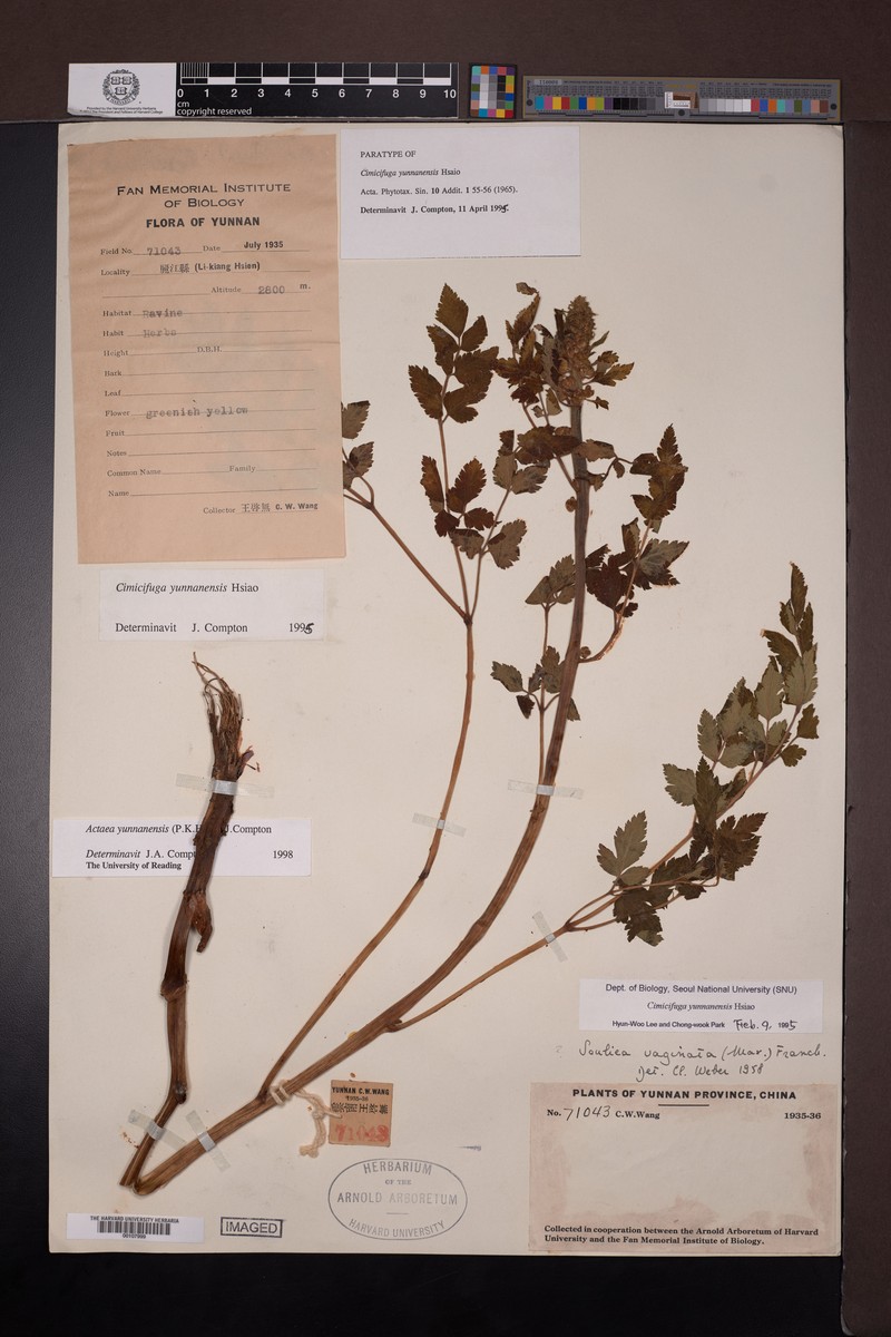 Actaea yunnanensis photo 3