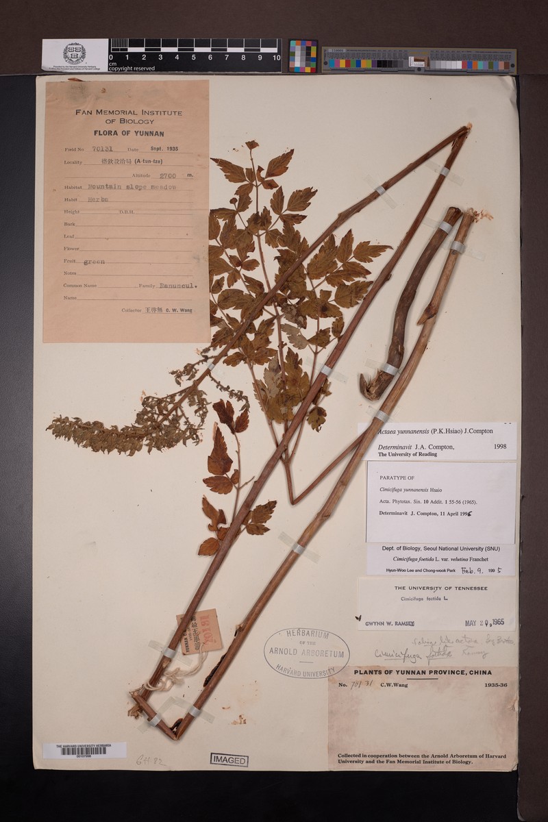 Actaea yunnanensis photo 4