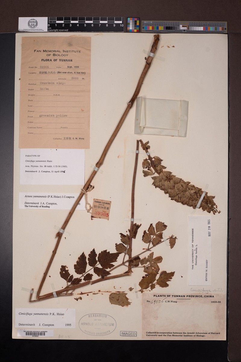 Actaea yunnanensis photo 5
