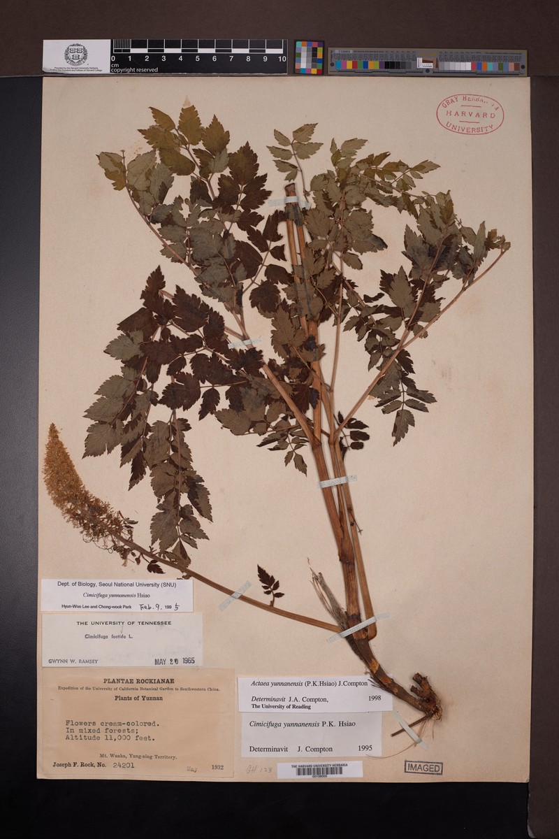 Actaea yunnanensis photo 6