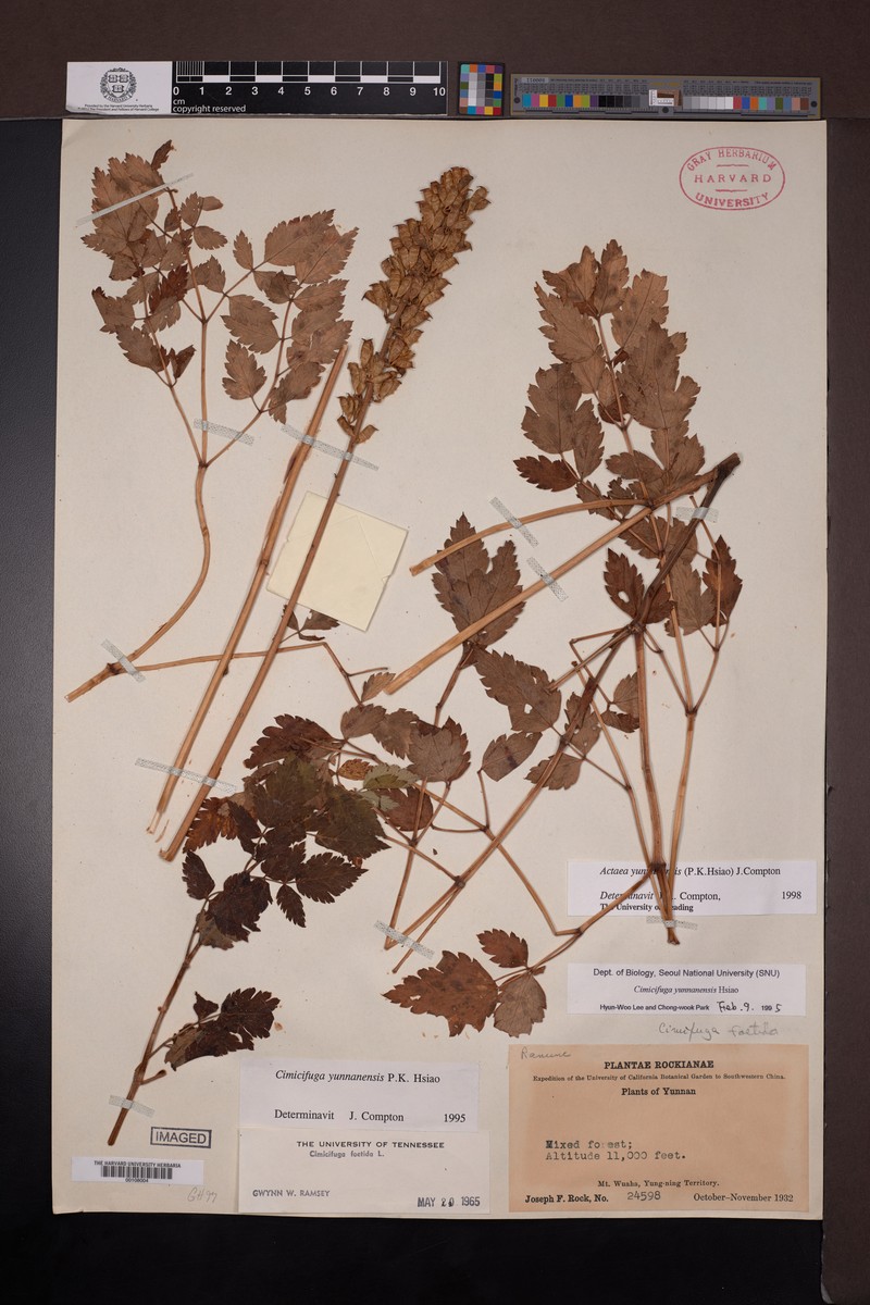 Actaea yunnanensis photo 7