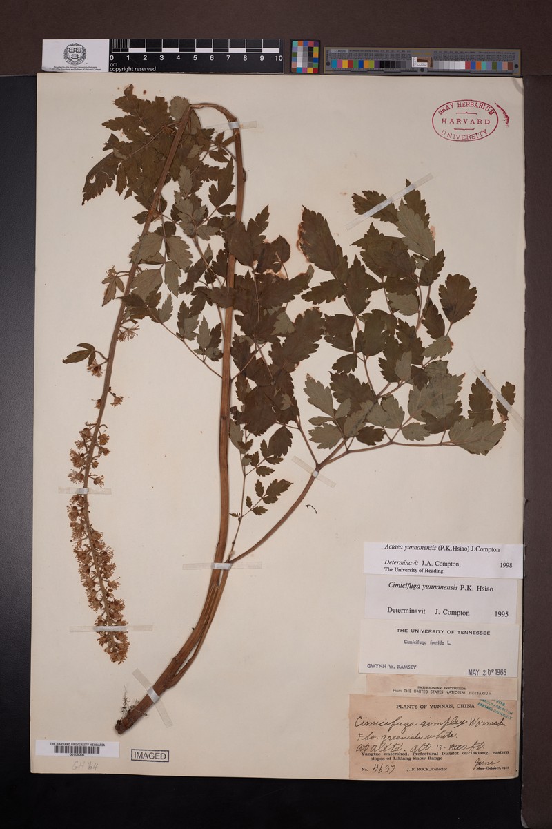 Actaea yunnanensis photo 8