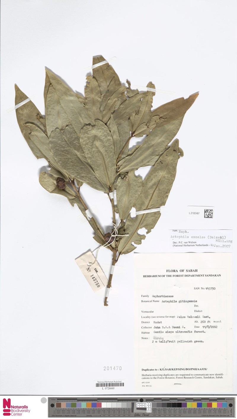 Actephila alanbakeri