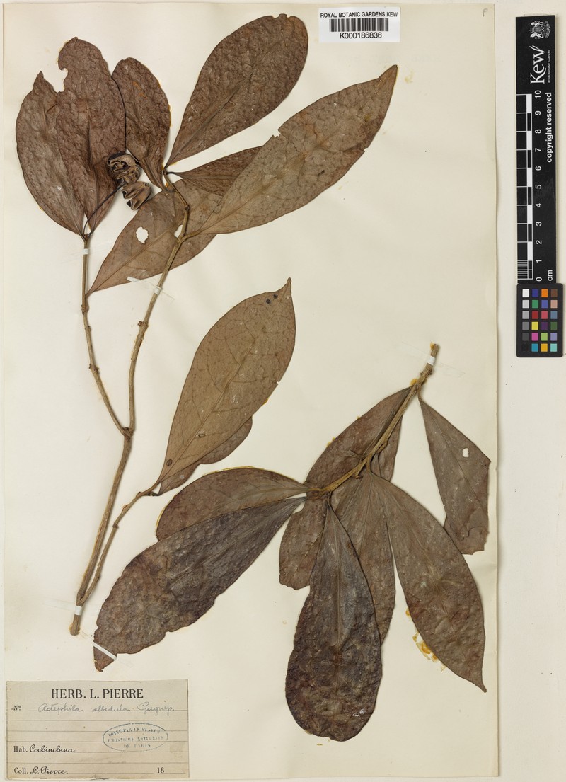 Actephila albidula