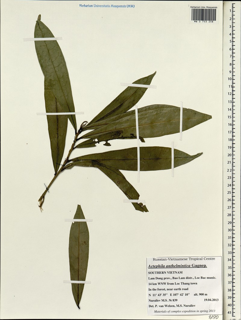 Actephila anthelminthica