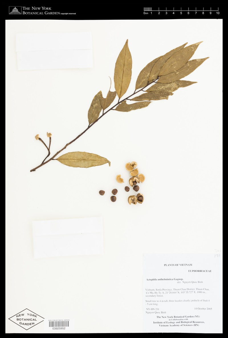 Actephila anthelminthica photo 2