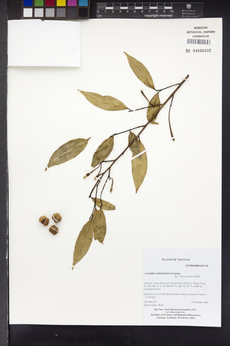 Actephila anthelminthica photo 3