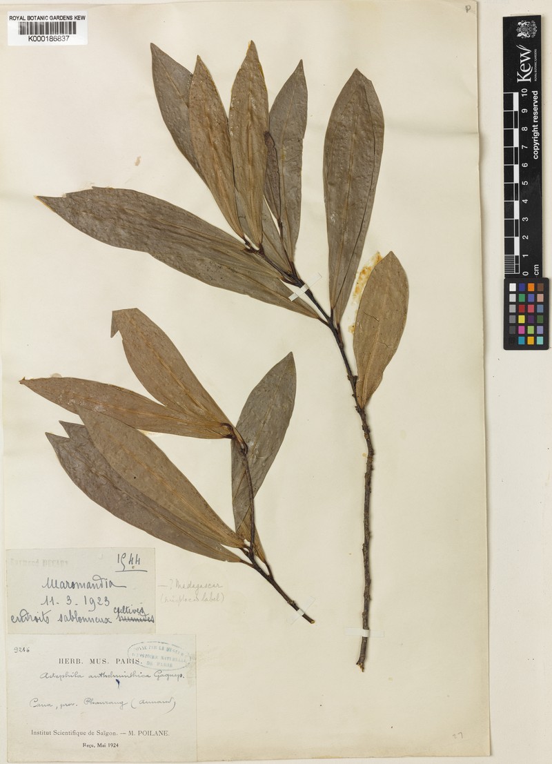 Actephila anthelminthica photo 4