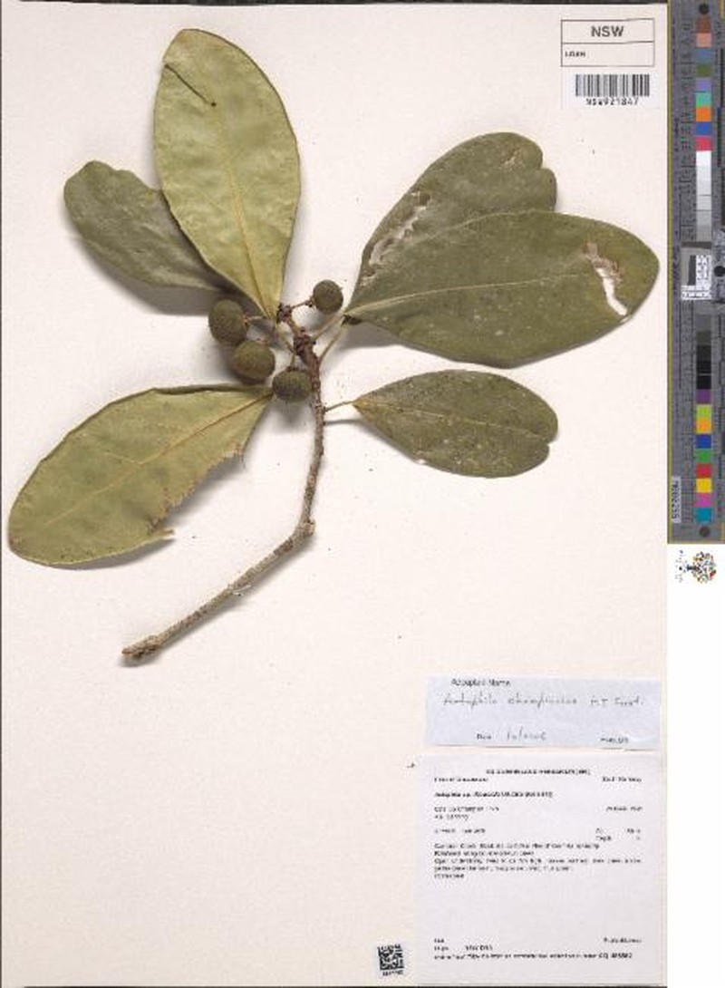 Actephila championiae