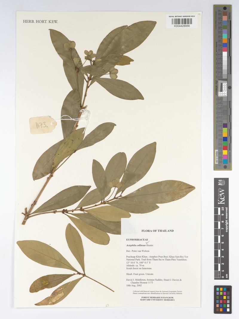 Actephila collinsiae