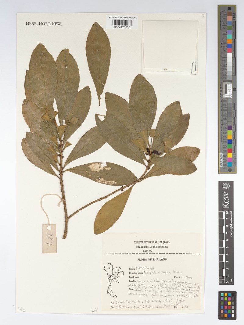 Actephila collinsiae photo 2