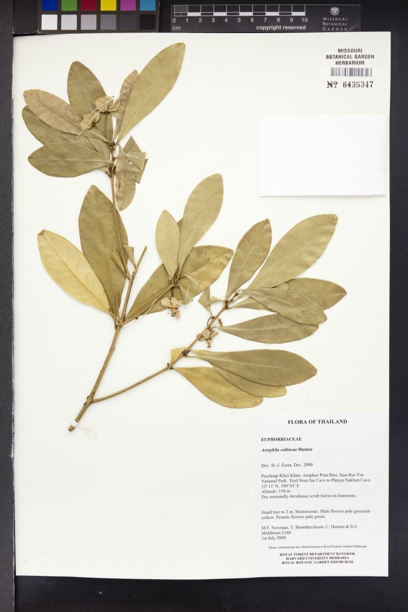 Actephila collinsiae photo 3