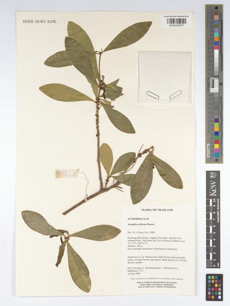 Actephila collinsiae photo 4