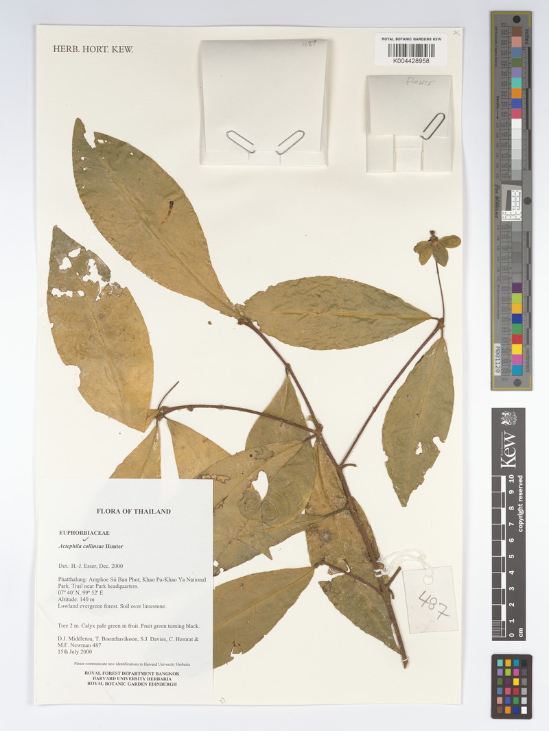 Actephila collinsiae photo 5